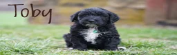 Portuguese Water Dog dogs for sale: Toby - Ad 1