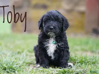 Portuguese Water Dog dogs for sale: Toby - Ad 1
