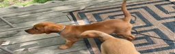 Labrador Retriever dogs for sale: Light Blue Collar Scooby - Ad 5