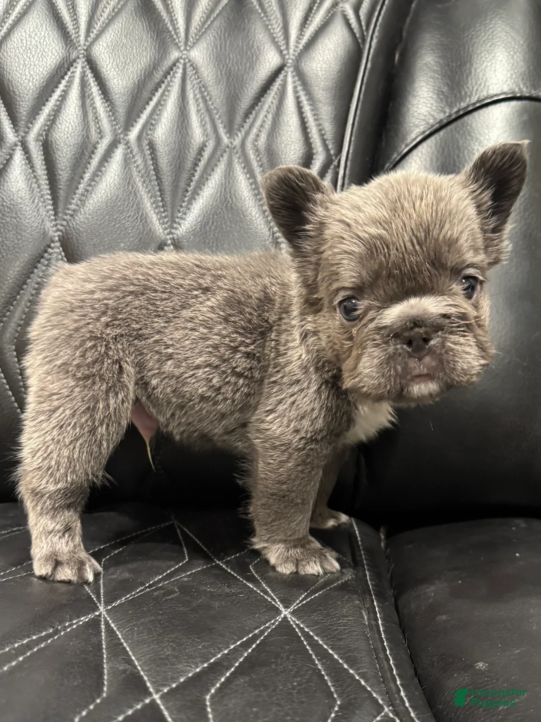 French Bulldog dogs for sale: FLUFFY BIG ROPE TOP GUN - Ad 5