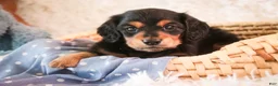 Miniature Dachshund dogs for sale: Dusty - Ad 3