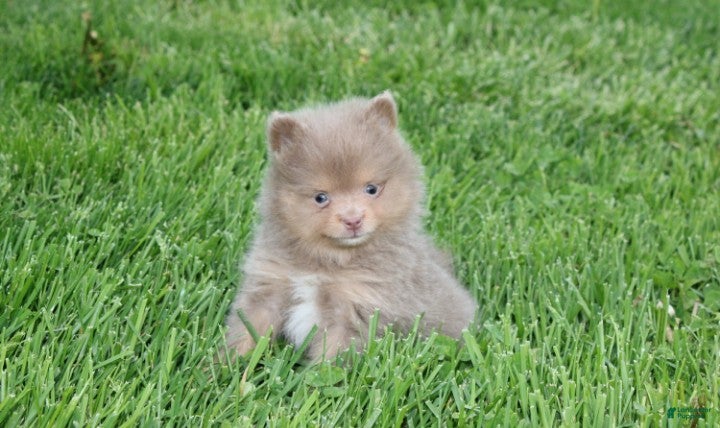 Pomeranian dogs Princess  - Ad 2