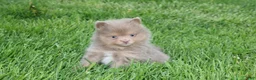 Pomeranian dogs for sale: Princess  - Ad 2