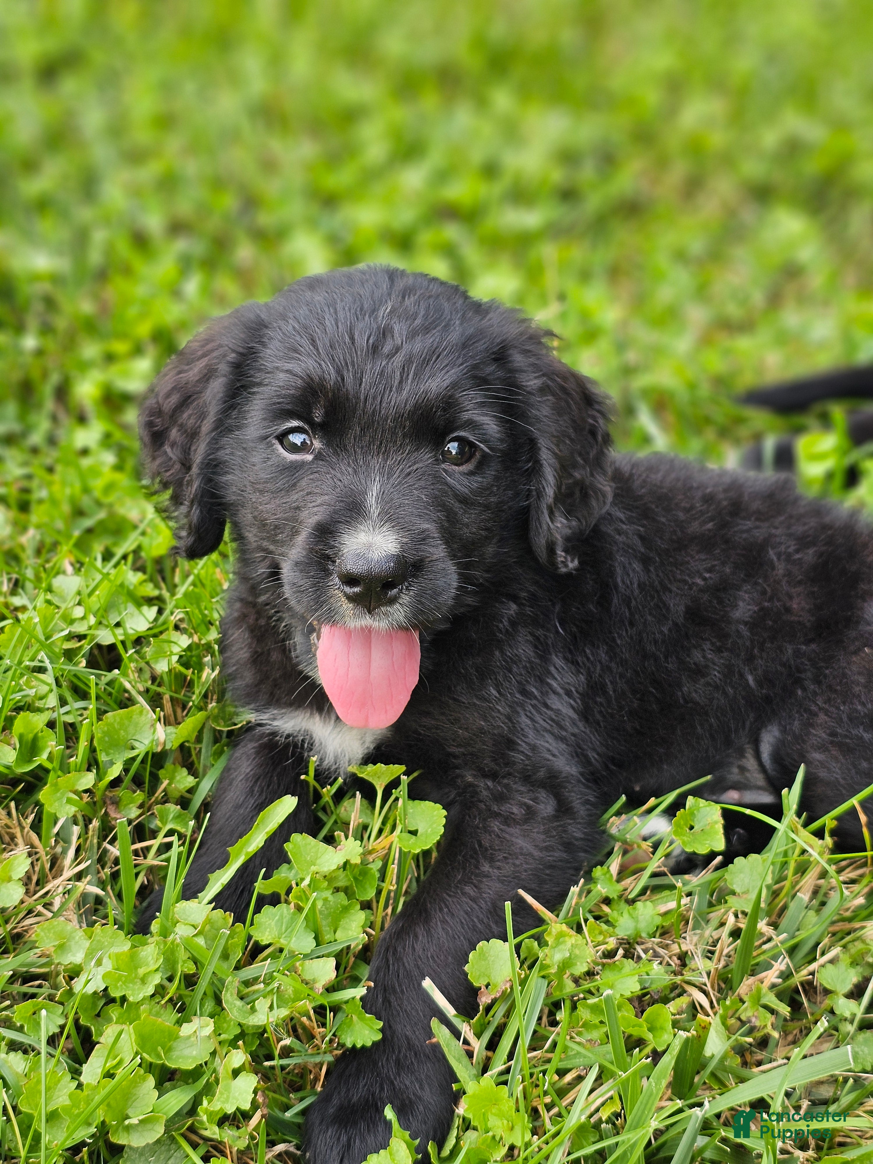 Mixed Breed dogs for sale: Princess Golden Mountain Dog  - Ad 1