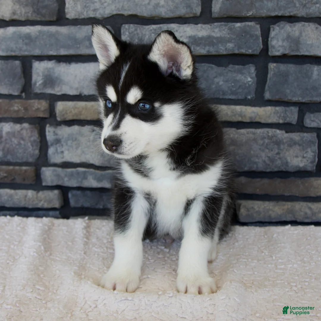 Pomsky dogs for sale: Ford - Ad 2
