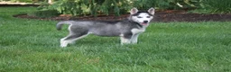 Siberian Husky dogs for sale: Crystal - Ad 4