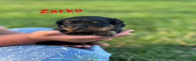 Zarko w LONG TAIL 