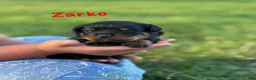 Rottweiler dogs for sale: Zarko w LONG TAIL  - Ad 1