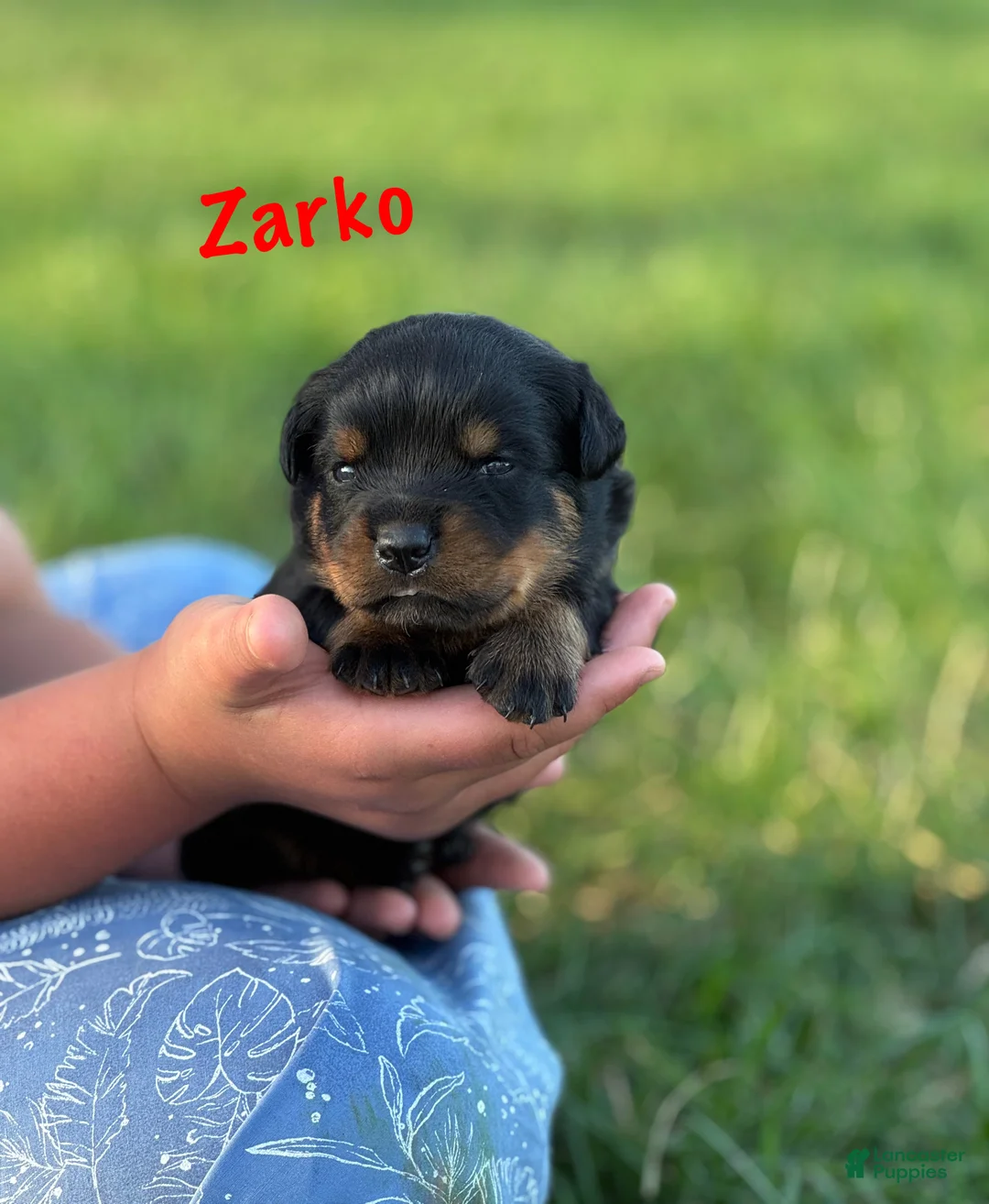 Rottweiler dogs for sale: Zarko w LONG TAIL  - Ad 1