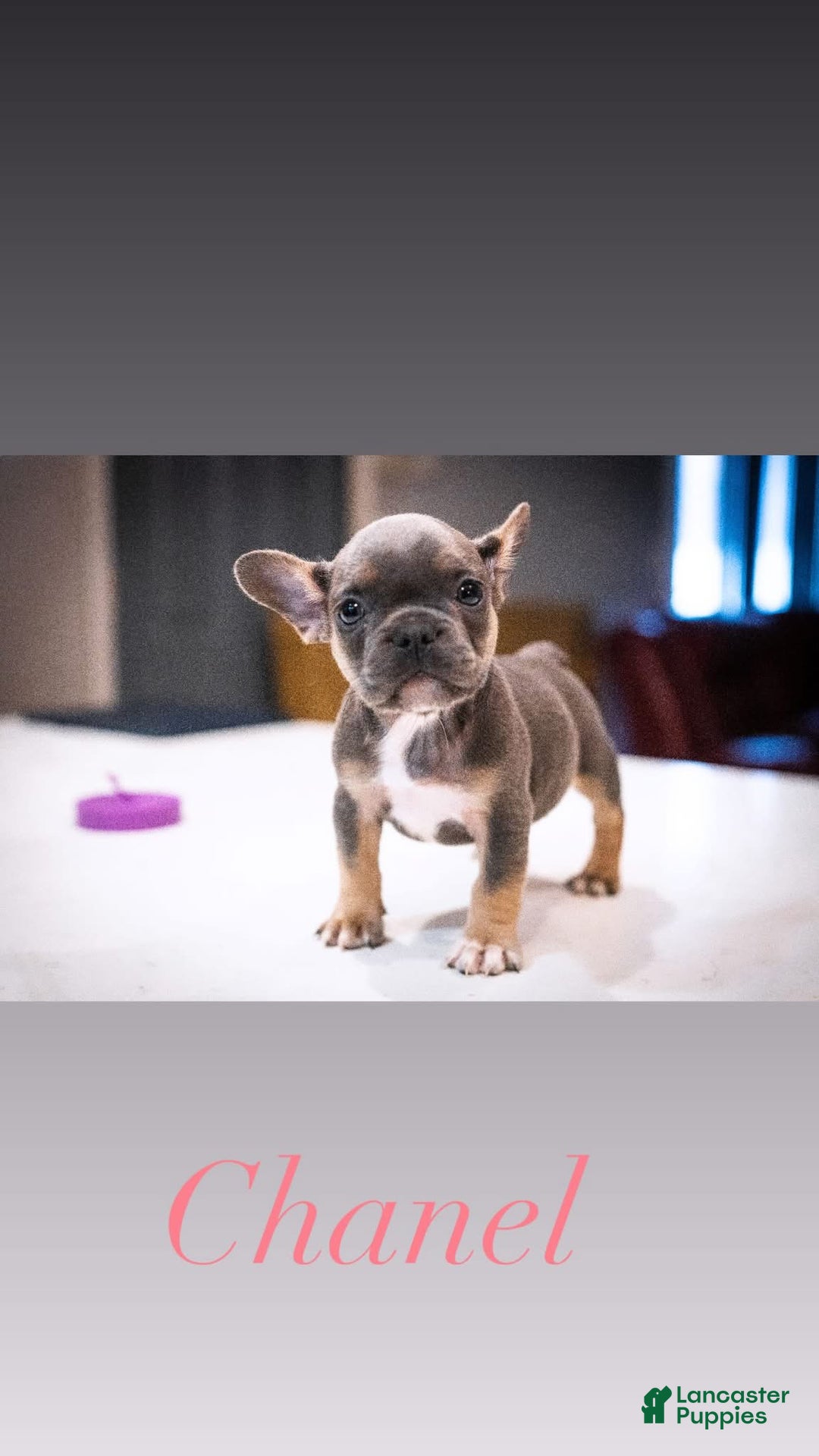 French Bulldog dogs for sale: Chanel  - Ad 1