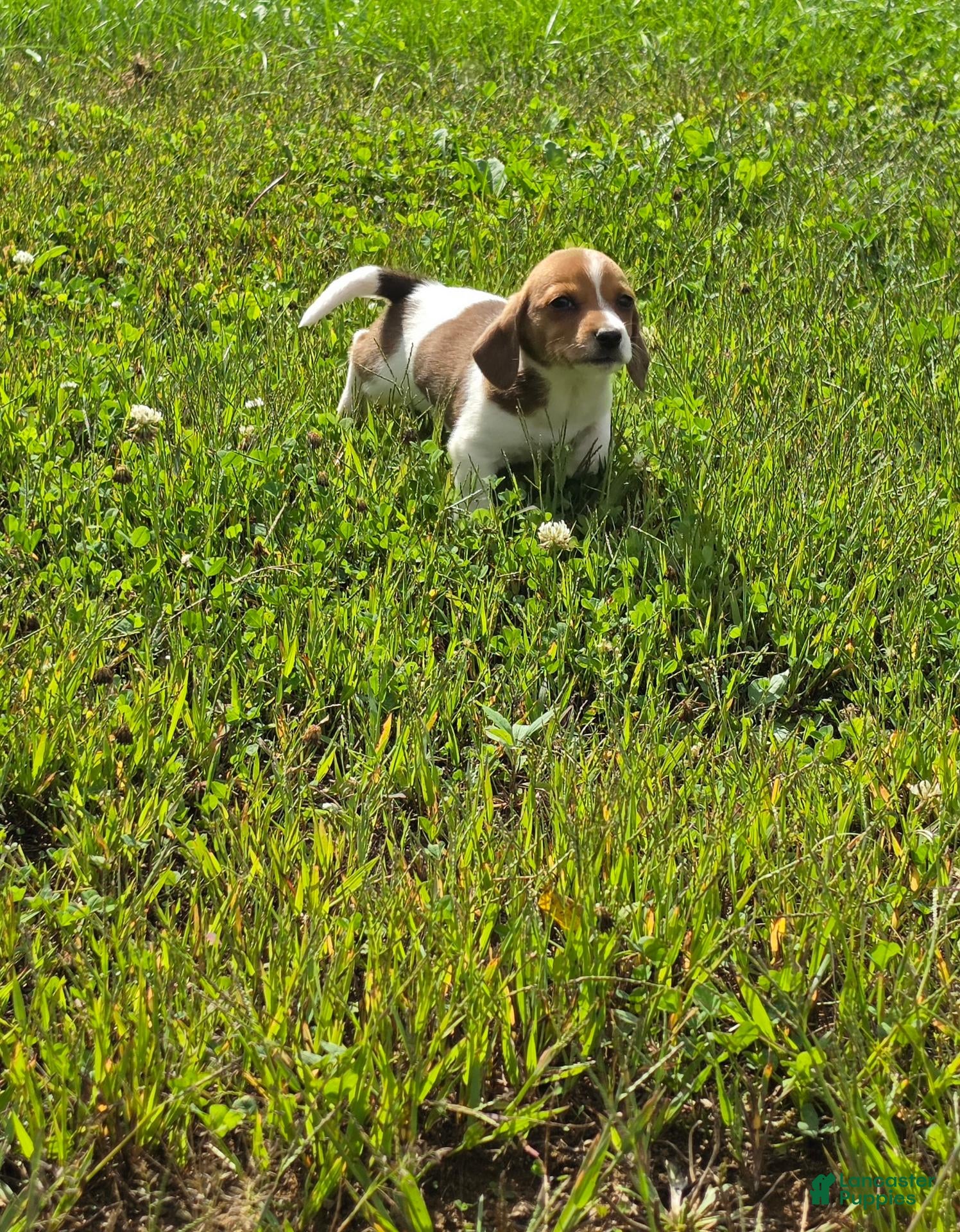 Mixed Breed dogs Mixed Breed 4 - Ad 7