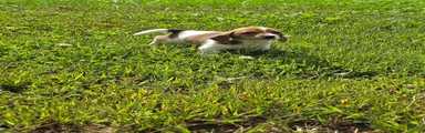 Mixed Breed 4