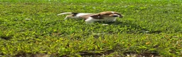 Mixed Breed dogs for sale: Mixed Breed 4 - Ad 1