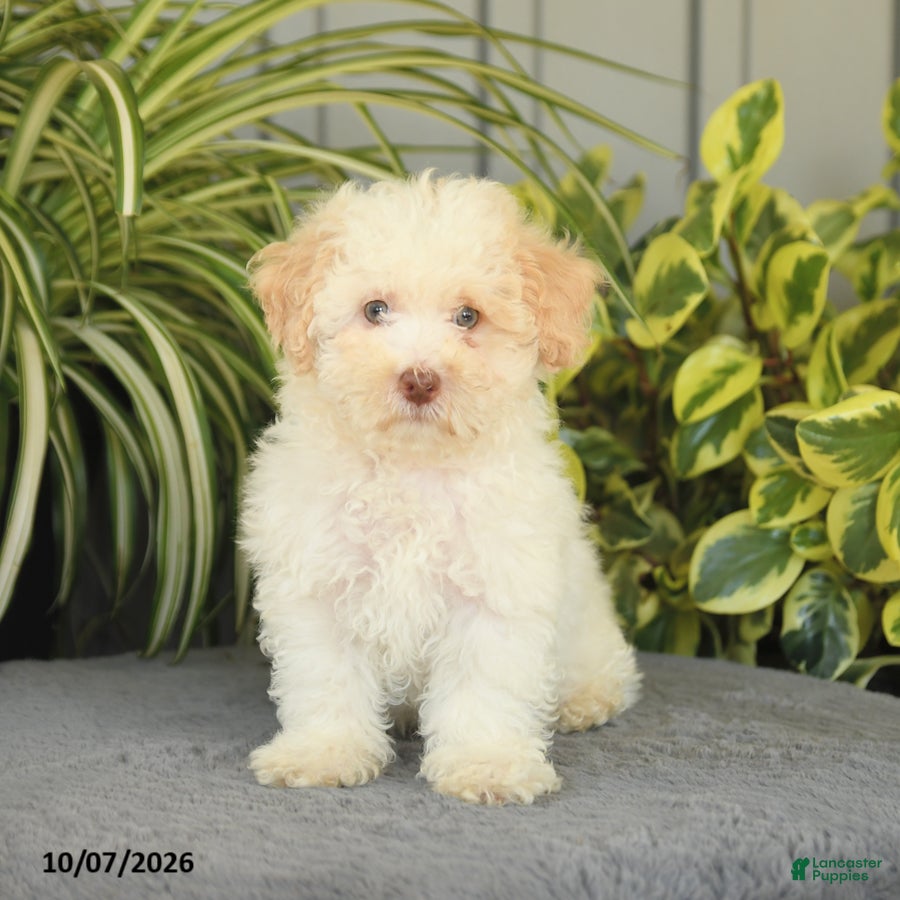 Miniature Poodle dogs for sale: Oscar - Ad 1