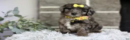 Maltipoo dogs for sale: Minnie - Ad 8
