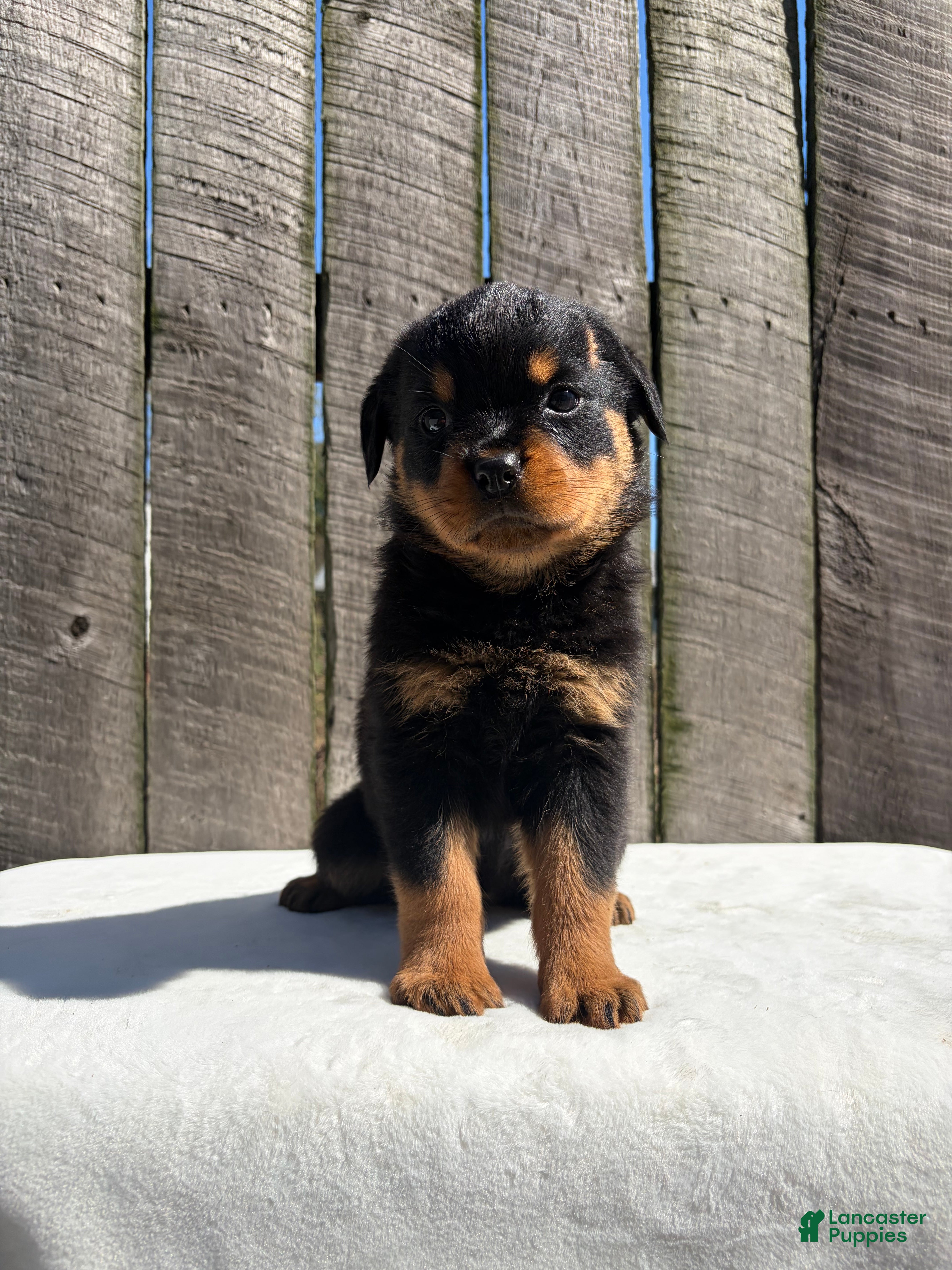 Bubba, Rottweiler