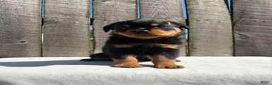 Bubba