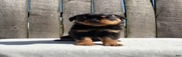 Rottweiler dogs for sale: Bubba - Ad 1