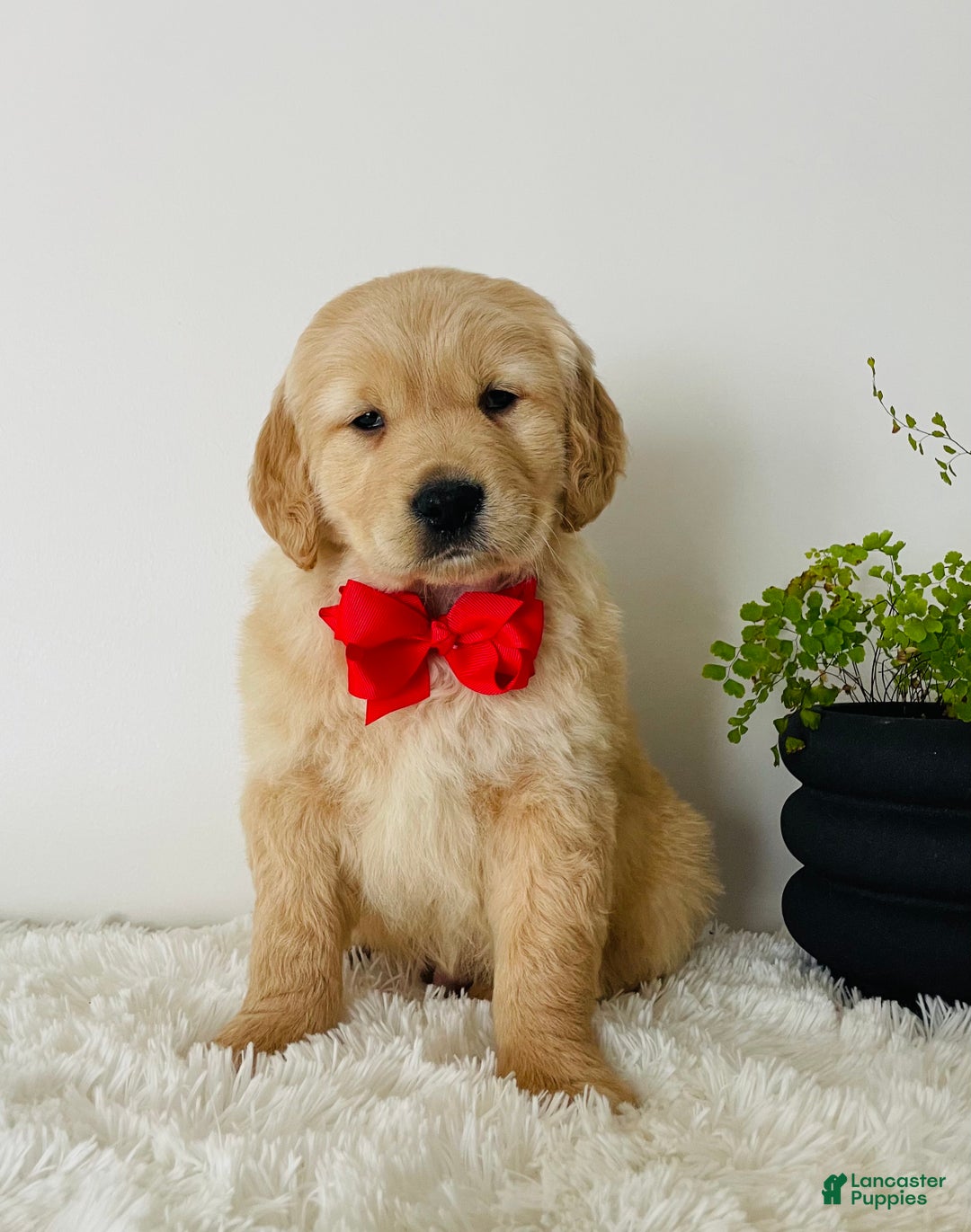 Golden Retriever dogs for sale: Miles - Ad 1