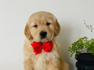 Golden Retriever dogs Miles - Ad 33