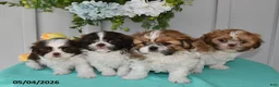 Shih Tzu dogs for sale: Tulip - Ad 5