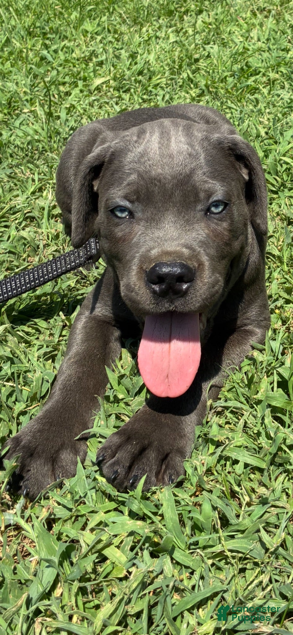 Cane Corso dogs Cane Corso Puppy 3 - Ad 36