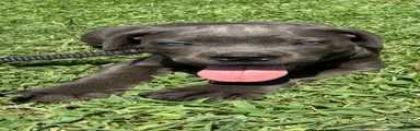 Cane Corso Puppy 3