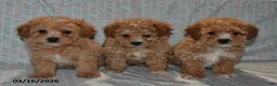 Maltipoo dogs for sale: Maggie - Ad 5