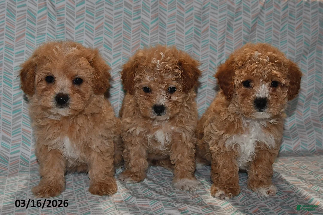 Maltipoo dogs for sale: Maggie - Ad 5