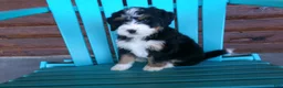Mini Bernedoodle dogs for sale: Bobby - Ad 4