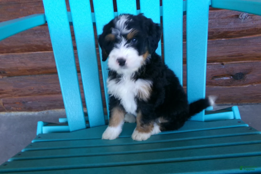 Mini Bernedoodle dogs for sale: Bobby - Ad 2