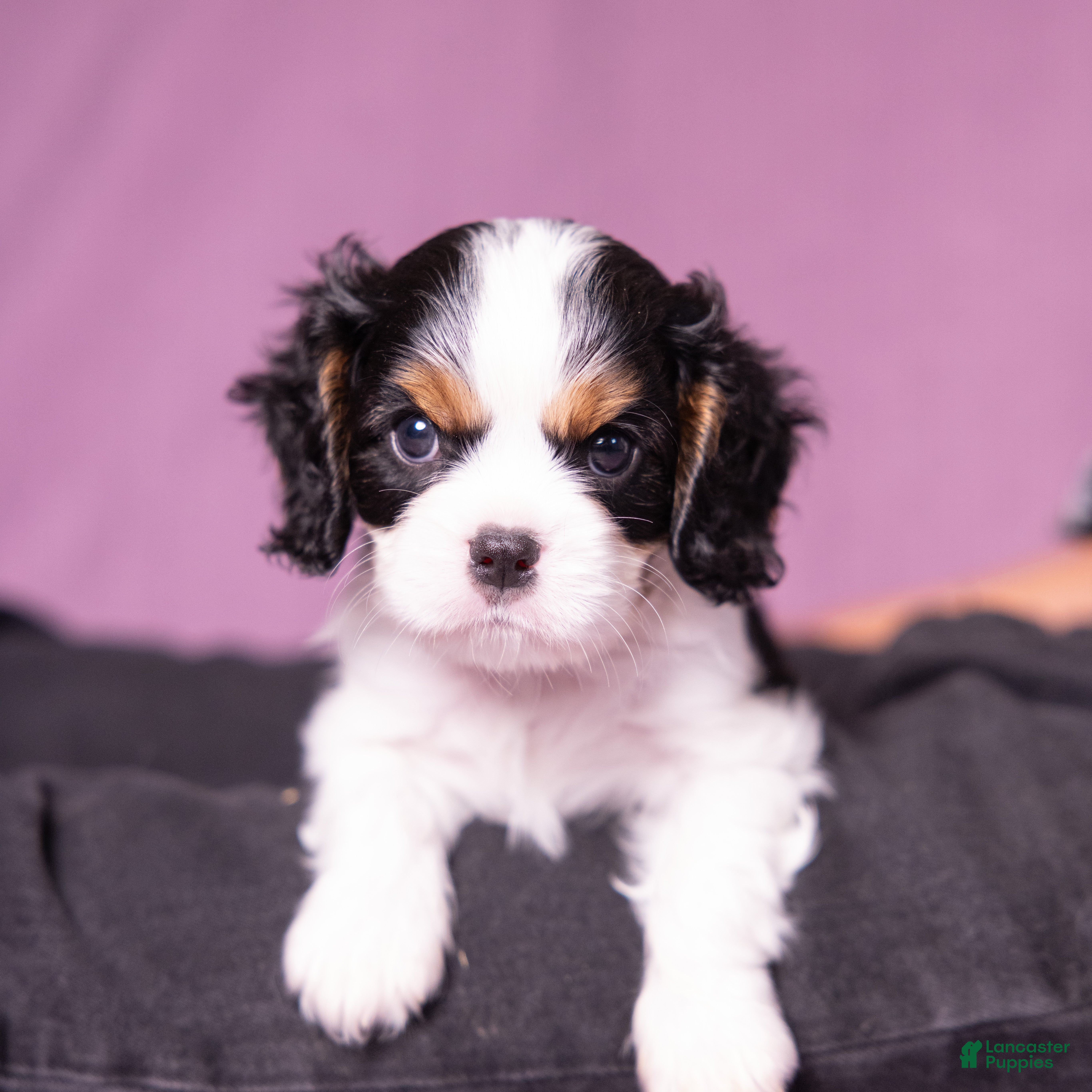 Cavalier King Charles Spaniel dogs Lukas - Ad 1