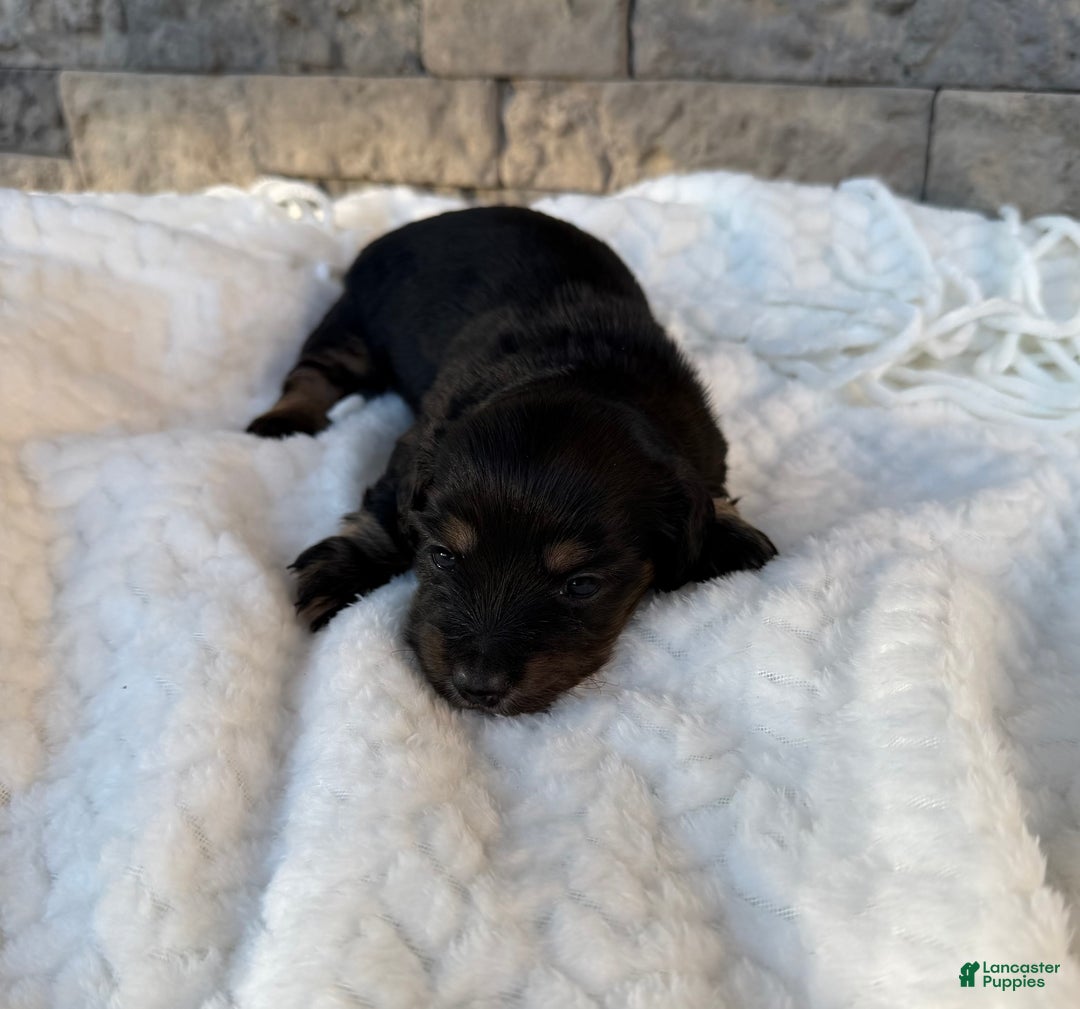 Miniature Dachshund dogs for sale: Duke - Ad 4