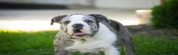 English Bulldog dogs for sale: Splendor English Bulldog crate trained - Ad 9