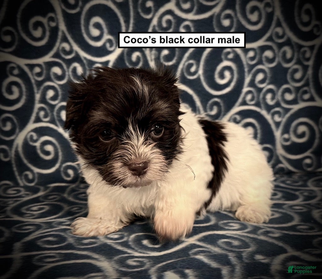 Havanese dogs AKC Coco's Black Collar Male - Ad 2