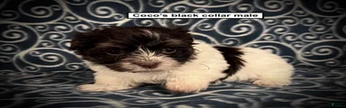 AKC Coco's Black Collar Male