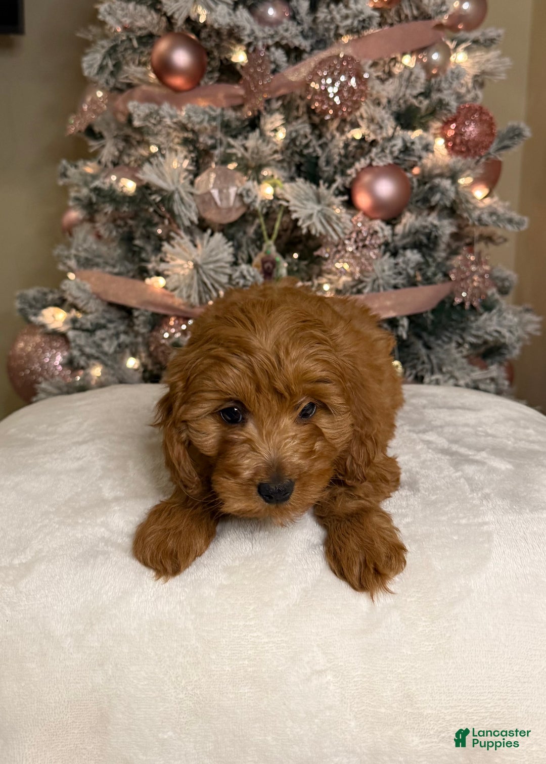 Mini Goldendoodle dogs for sale: Luna - Ad 3