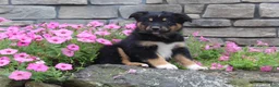 Australian Shepherd dogs for sale: Posie  - Ad 8