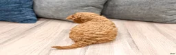 Cavapoo dogs for sale: Duke - Ad 5
