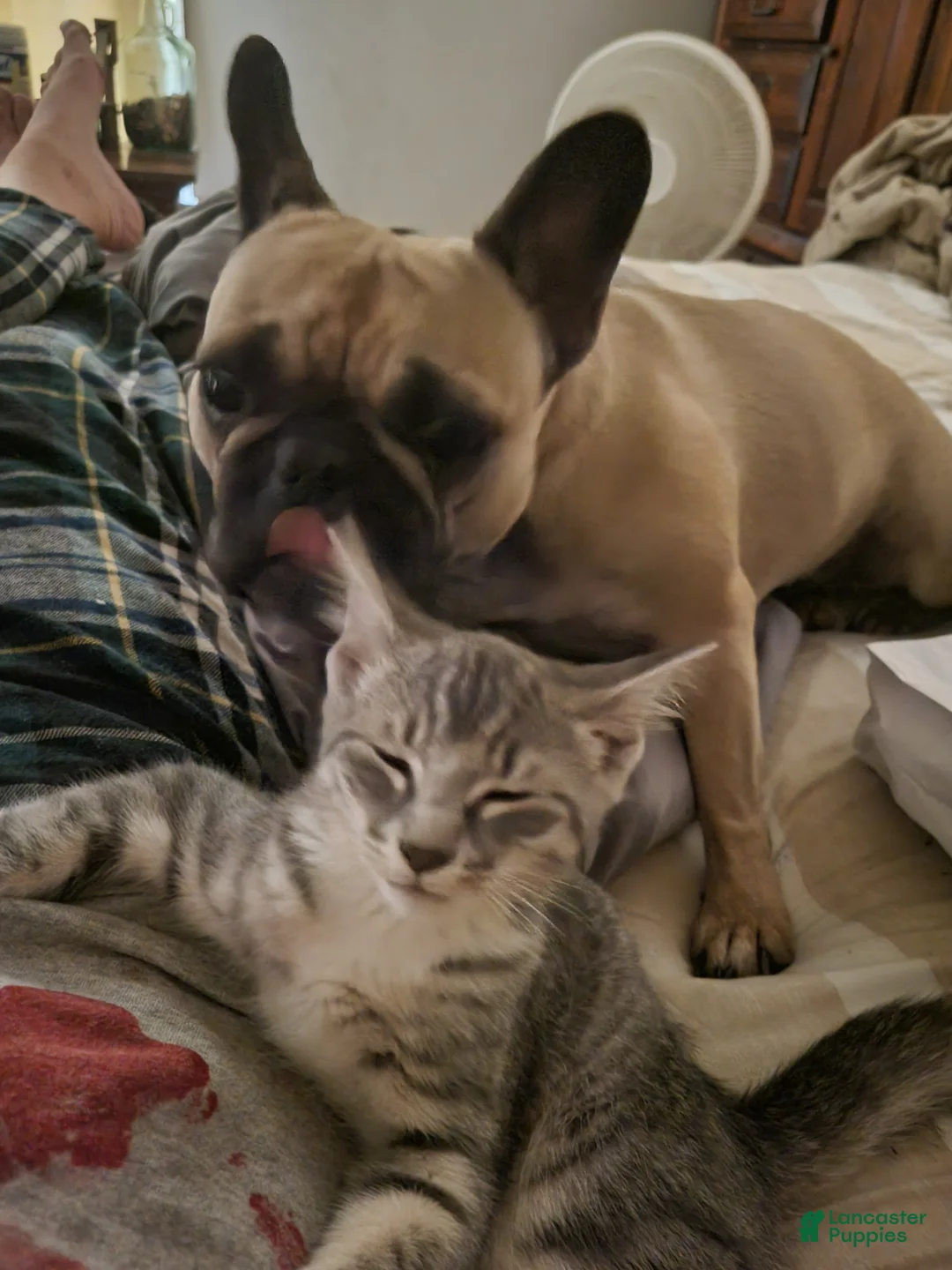 French Bulldog dogs for sale: French Bulldog Puppy 3 - Ad 2