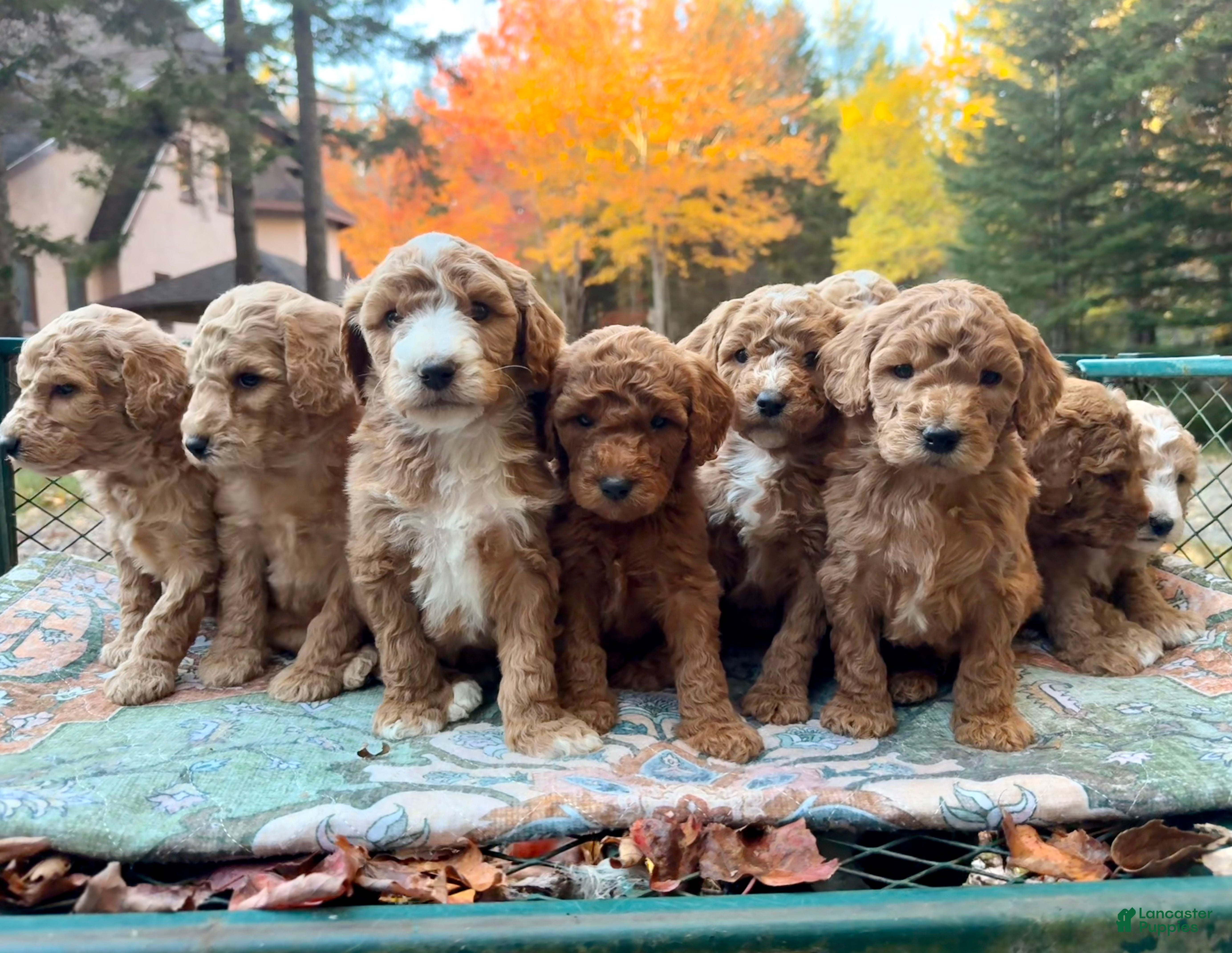 Standard Poodle dogs for sale: "Pebble" Beach - Ad 13