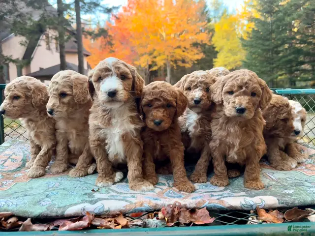 Standard Poodle dogs for sale: "Pebble" Beach - Ad 13