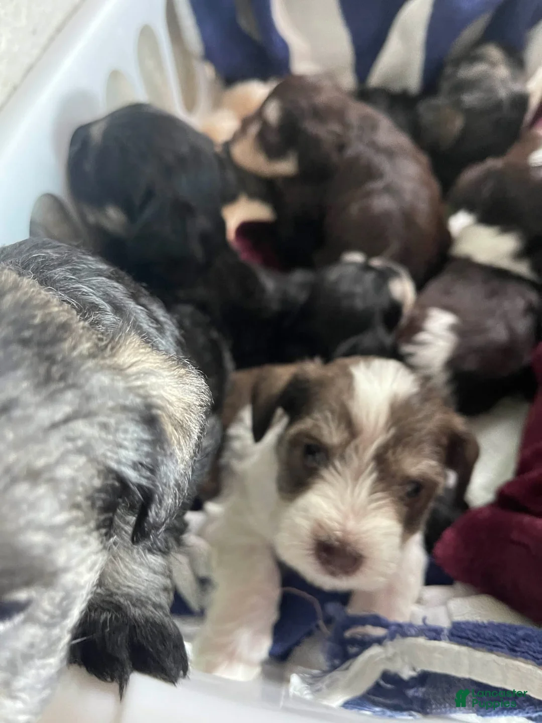 Miniature Schnauzer dogs for sale: Miniature Schnauzer Lucy  - Ad 8
