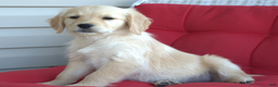 Golden Retriever dogs for sale: Mia - Ad 4