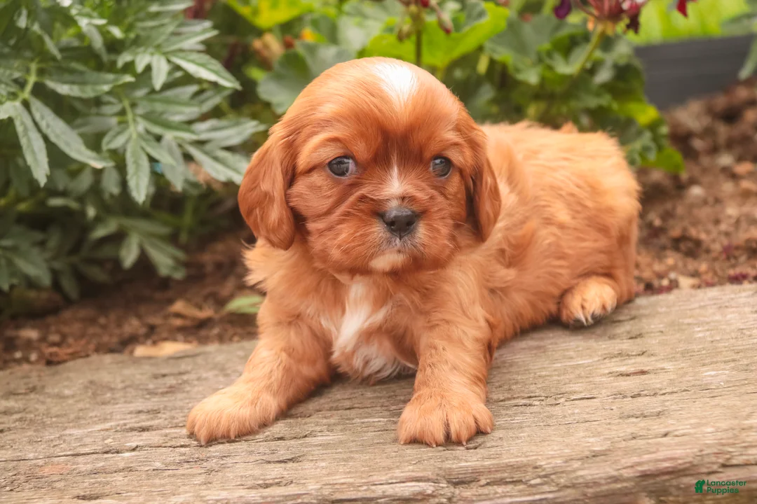 Cavalier King Charles Spaniel dogs for sale: Florie Cavalier King Charles Spaniel  - Ad 2