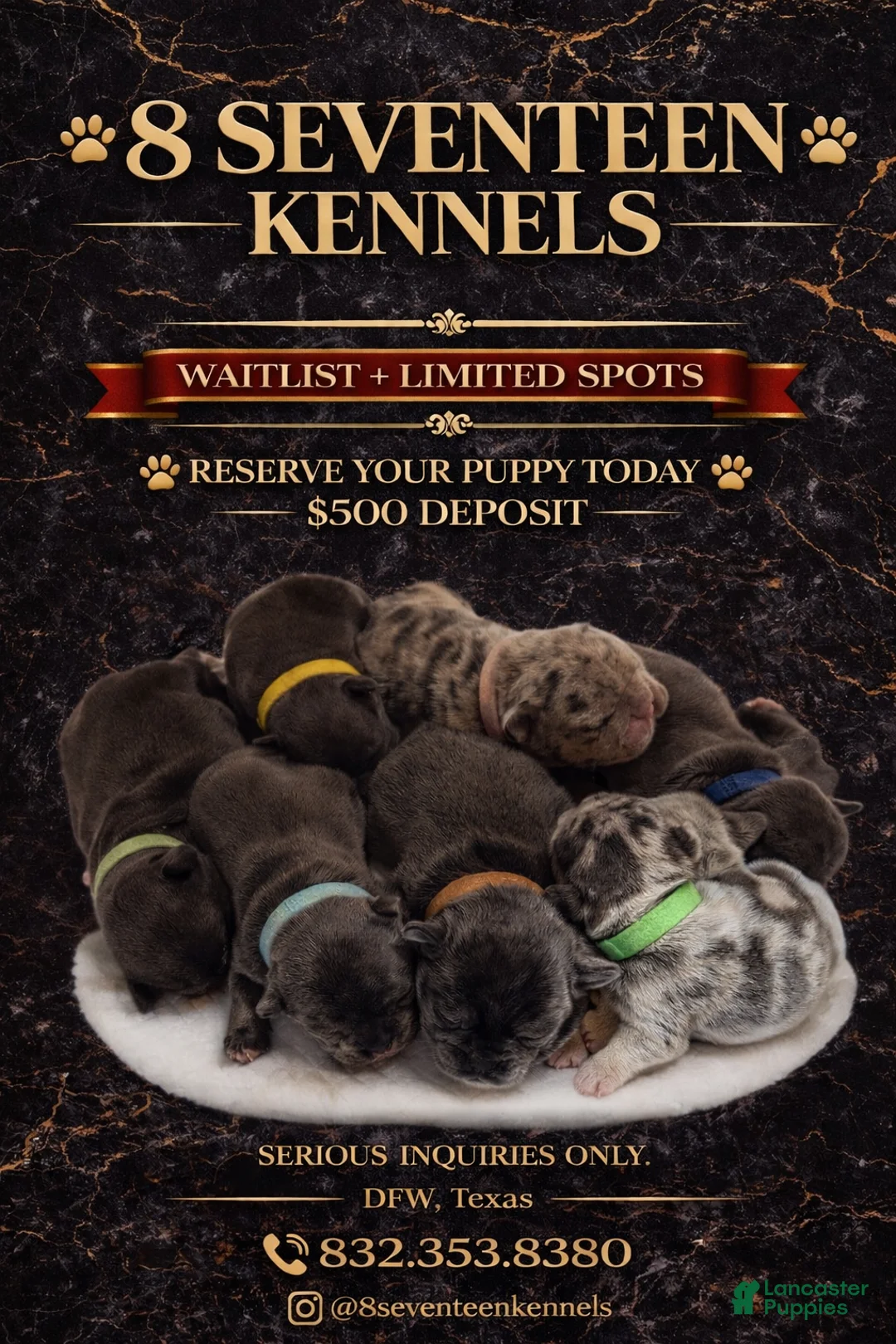 French Bulldog dogs for sale: French Bulldog Puppy 4 - Ad 1