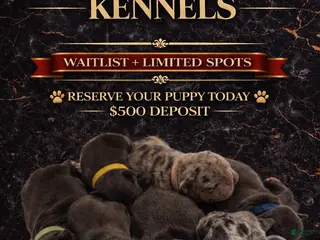 French Bulldog dogs French Bulldog Puppy 4 - Ad 24