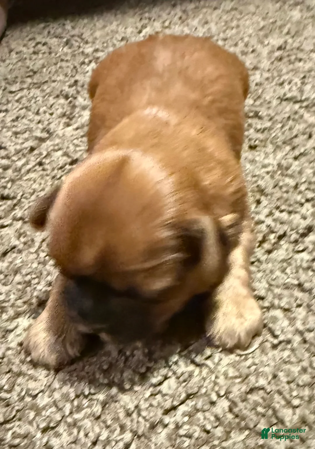 Shih Tzu dogs for sale: Tiana - Ad 6