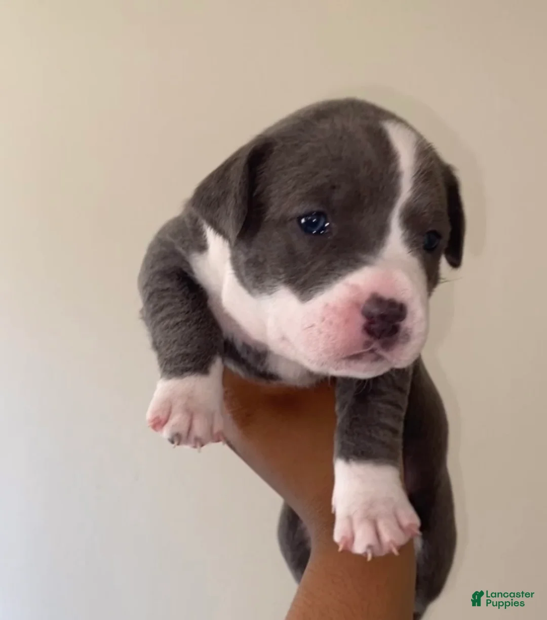 American Pit Bull Terrier dogs for sale: American Pit Bull Terrier Puppy 1 - Ad 1