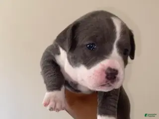 American Pit Bull Terrier dogs American Pit Bull Terrier Puppy 1 - Ad 24